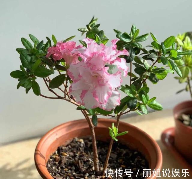 养花别“跟风”,这3种花好看难养活,建议新手绕道