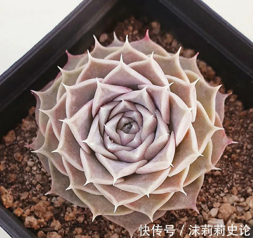 昔日的多肉王，如今已经烂大街，人见人讨厌