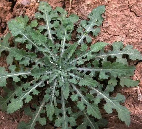 给青团上色绝非艾草的独门绝技，名菜“草头圈子”的主角也可以