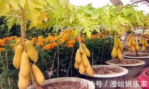 浇水|在家也能种“木瓜”,简单好养结果多,果子挂满树,又大又甜,值