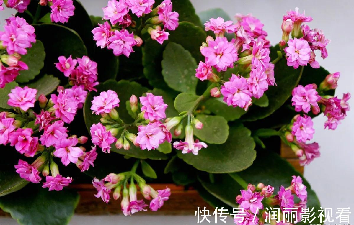 温暖|冬天客厅养3种花,好养好看寓意好,关键是美观大方