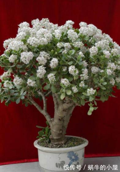 养了4年的玉树终于开花了,毫无保留分享经验给你,新手也会养