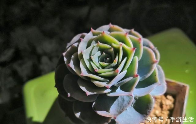 多肉植物|这5种多肉很难养,新手不敢碰,老手很小心,看看你家有没有!