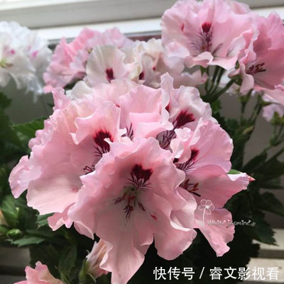 阳台种了30多种天竺葵,美不胜收,客人来了都舍不得走