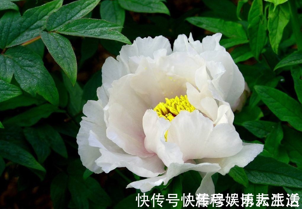 生肖|遇到这三生肖的男人就嫁了吧,顾家疼老婆,典型好丈夫模范