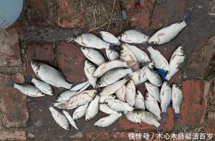 晚上钓鲫鱼,灯光越强越好?老钓友:别让无知耽误了你