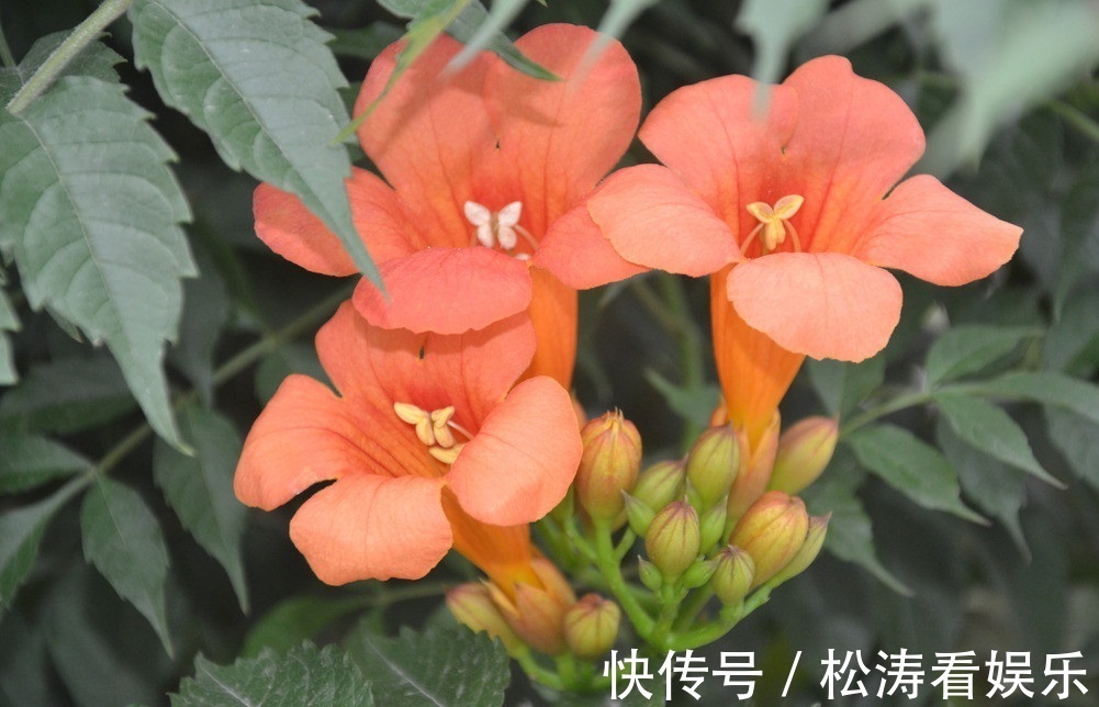 凌霄|此花是声誉的象征,是对母亲的热情与爱,是理想的花卉