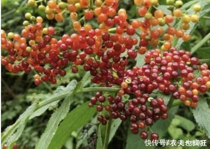 “打得地上爬，只怕八棱麻”，告诉家乡人，此草价值大，别不认识