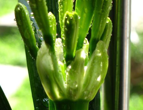 做好这4步，君子兰就能养好，叶子翠绿，过年花箭窜出来