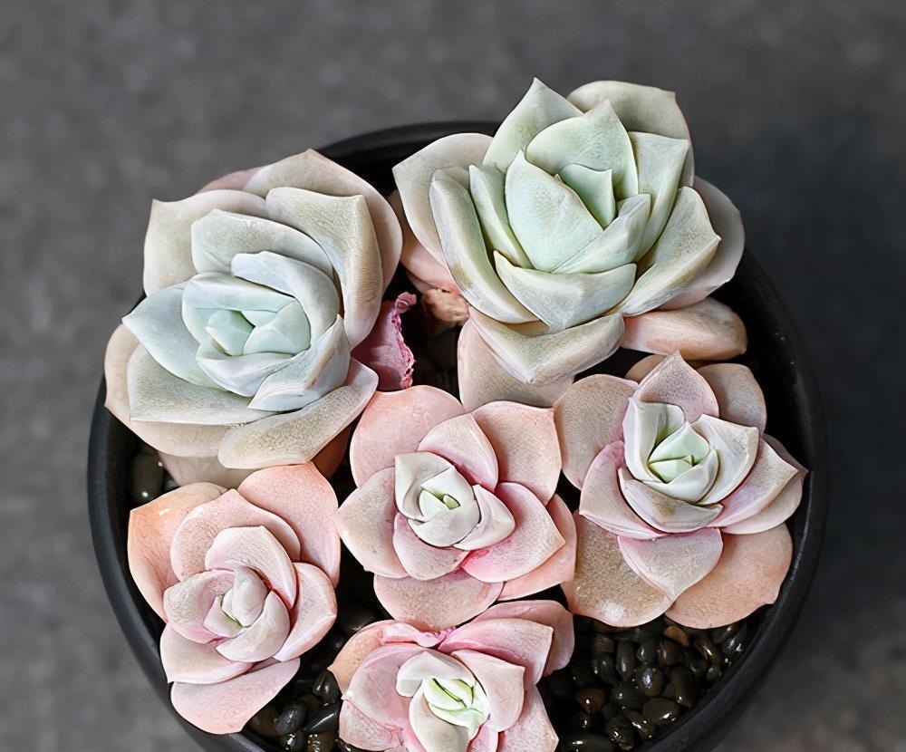 被拉下神坛的可爱多肉,曾经贵到退步,现在价格便宜少有人养