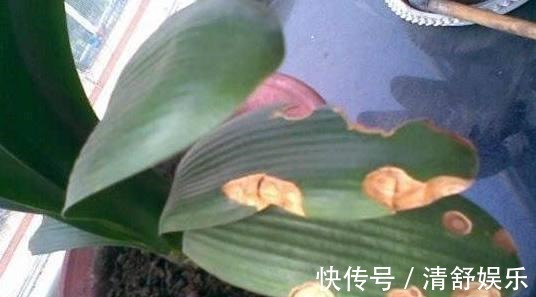 君子兰叶子长斑怎么办,找准原因快速解决君子兰叶斑问题