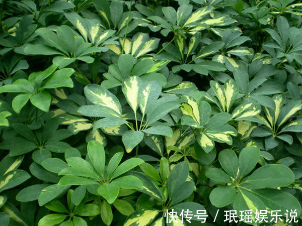 “珍稀玫瑰”卡罗拉,标准玫瑰红,高贵优雅,非常值得拥有