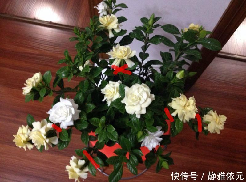 天热了4种花要“剪一剪”,剪1刀,花朵狂冒,花期延长2个月