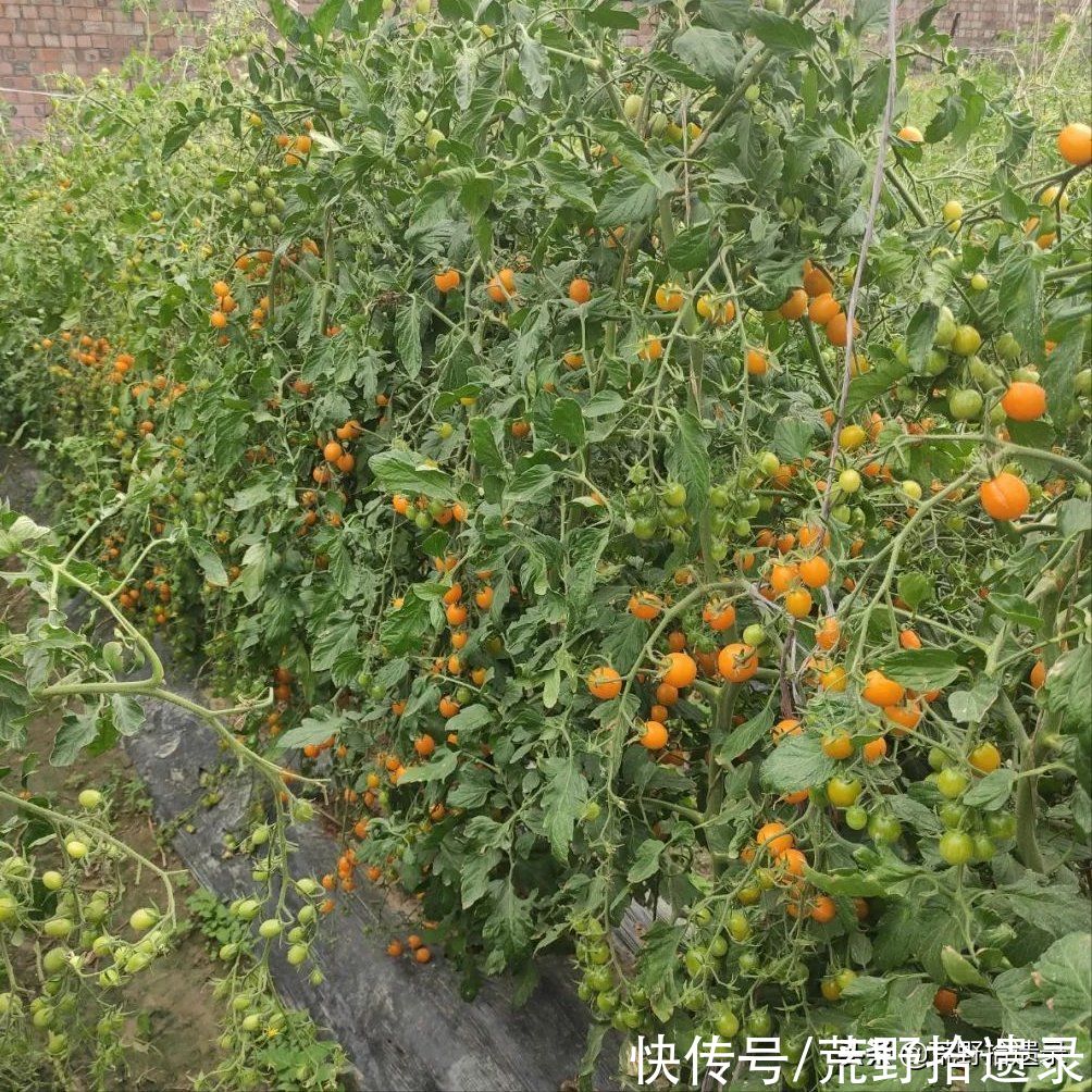 番茄的历史和有趣的事实