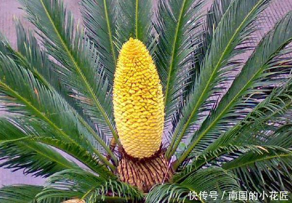 4种花有灵性,平时难开花,一有好事就开花,养过的人都说好