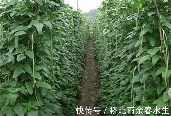 这几种菜的生长离不开农药,吃的时候要注意!