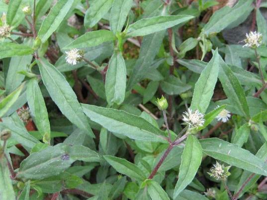 泡水|3斤黄芪不如1两“它”,坚持泡水喝,肝脏“舒服”的不得了