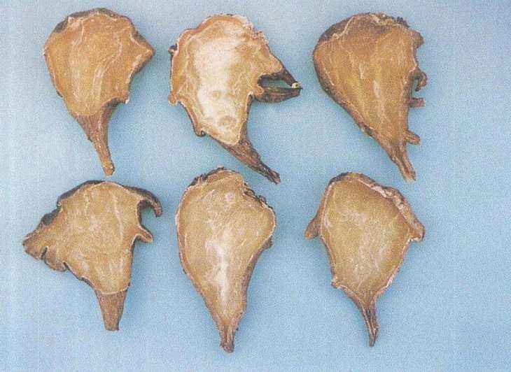 乌头|这味中药被誉为“扶阳第一药”,虽然毒性大,但作用却很神奇