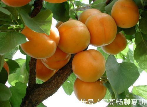 蛋黄|以下4样食物，老人和小孩经常吃，能健脑益智，还能提高记忆力