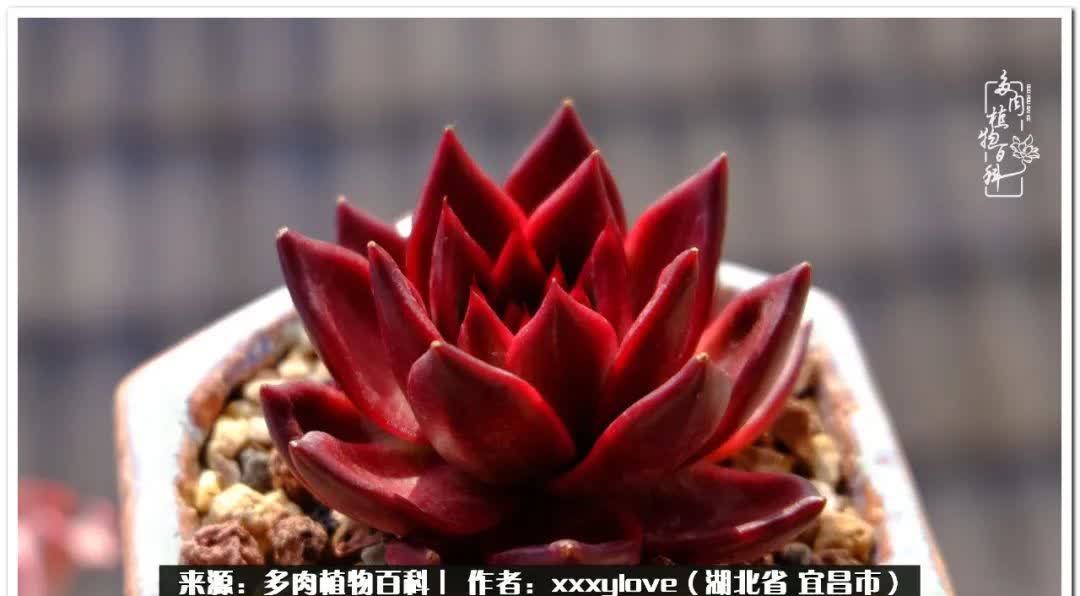 时光匆匆,一闪而逝,这世间万物的美,都值得被记录!