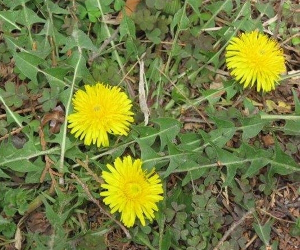 平肝降火|蒲公英的“黄金搭档”,坚持1周泡水喝,平肝降火,胃也舒坦了!