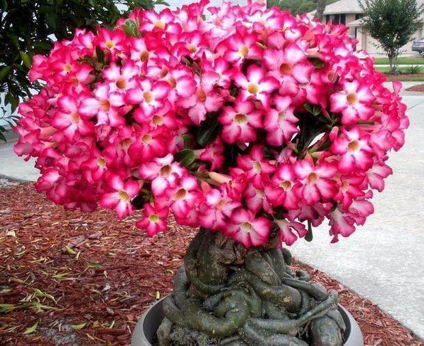 沙漠玫瑰这样养，鼓起“大象腿”，腿上“全营养”，开花也不瘦