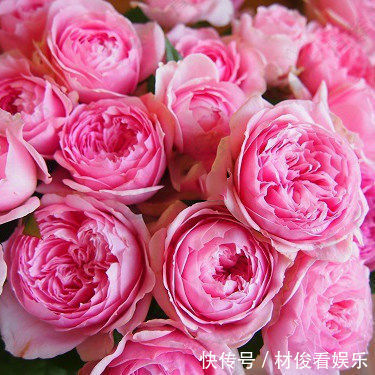 如果你的院子够大，趁早种上这爬藤花苗，来年庭院开成一片花海