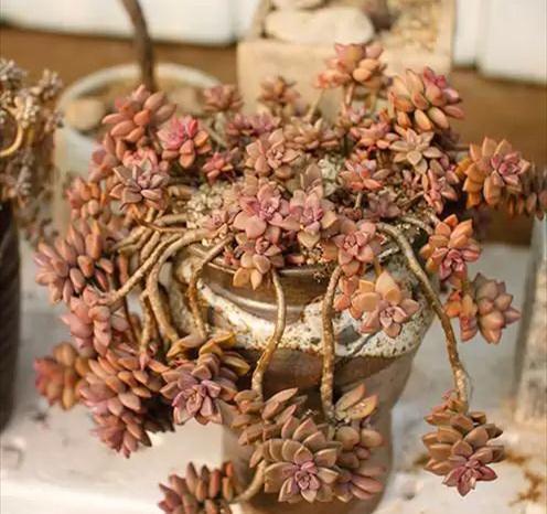 普货姬胧月,10月买来后这样养,出状态后比贵货还美