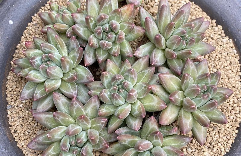 唐长老|养的多肉没有别人的好看?不是你不努力,而是有4道坎没能跨过去