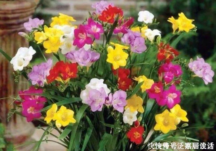 角堇|4种漂亮花,是花卉中的“佼佼者”,花大色艳,全年开花不断!