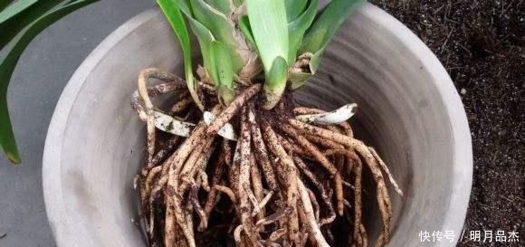 君子兰怎么换盆做好这几点,你就明白了,服盆效果好能开花