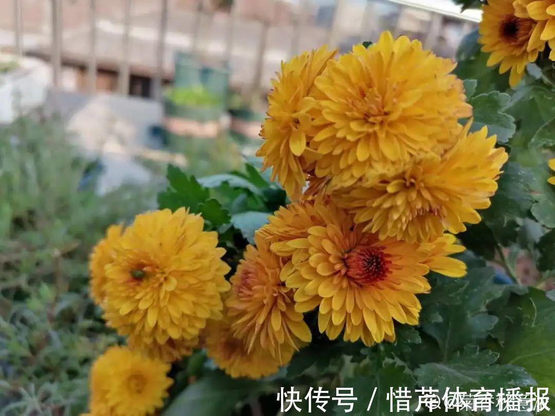 9个开花劳模，施肥不能停，不然越养越差劲