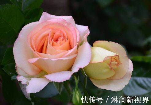 情人|喜欢牡丹,不如养盆“菊中精品”情人菊,似娇艳情人,美艳优雅