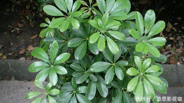 鸭掌木|盆栽鸭掌木夏季怎么养护注意几点，远离黄叶落叶，安全度夏