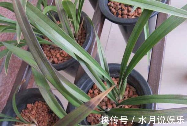 症状|兰花得叶枯病怎么办教你“3法”，找对病因，告别叶枯病症状