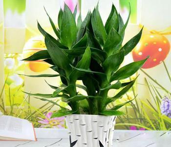 富贵竹|这5种植物,放置在家中百利而无一害!
