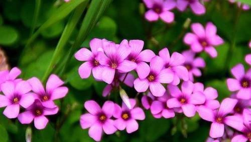  充裕|“懒人”养花就养它，养护很简单，种1棵就能收获100棵，四季开花