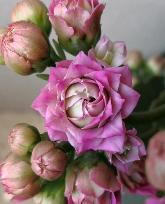 品种|75个长寿花品种,一个比一个美,一起来认识一下吧!