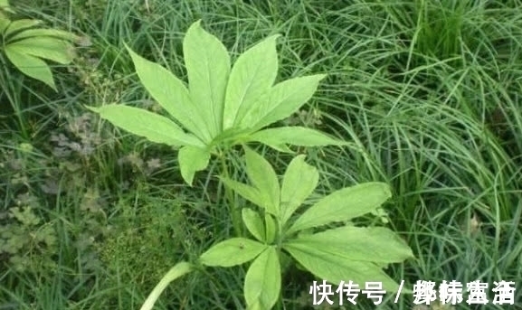根茎|这种植物的根茎,常被老人说“有毒”,如今却是有钱也很难找到