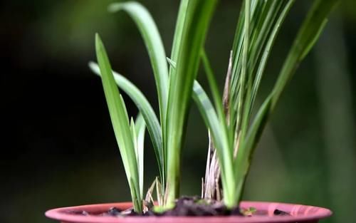 兰花浇水有配方吗？碱性水质怎么办？两招可以解决问题