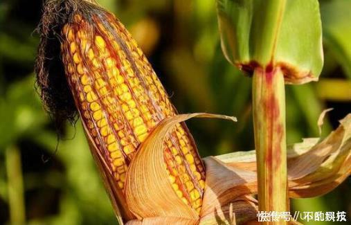 糖尿病患者|吃粗粮可降血糖，但有一些细节需注意，看看我们应该注意什么