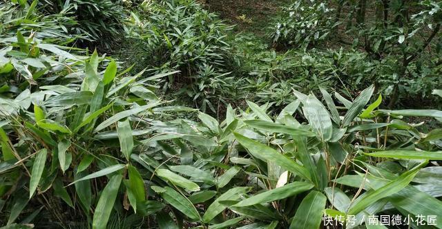 植株|分株繁殖是什么?这几种花卉适合分株繁殖,好生根开花多