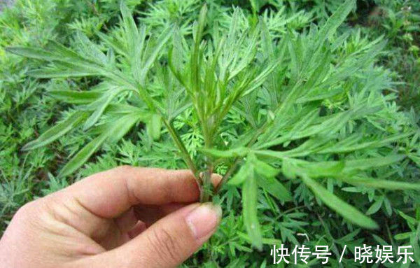 艾草泡脚|七年之病，求三年之艾！1把艾草4味药，这样做，改善失眠、腰腿痛