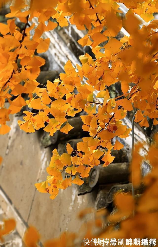 释文珦#诗僧笔下的秋天,不仅有最美的秋色,还有浓浓禅意,令人回味无穷