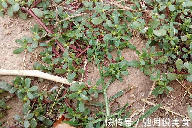 凉拌|夏季野外随便挖，农民却有妙用，南北方都爱吃，城市只卖3元一斤