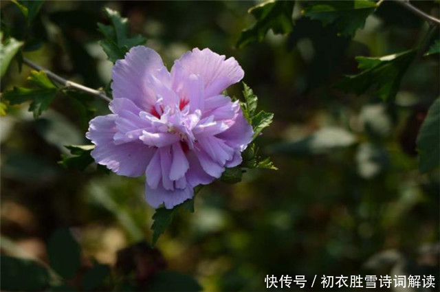 孟姜|盛夏槿花，颜如舜华，朝开暮落，仙子优雅，槿花八首伴盛夏