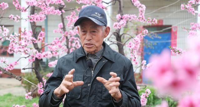 84岁老人家里一棵桃树上长出了13株桃树,开花似“孔雀开屏”