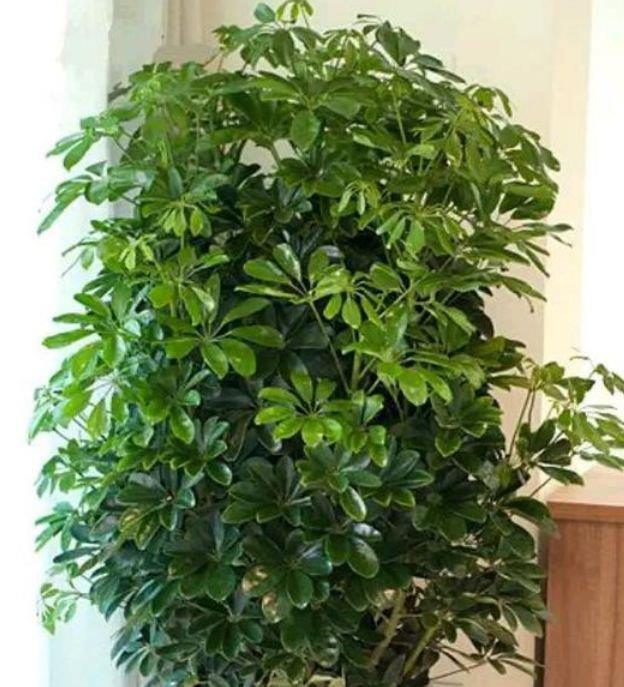 鹅掌柴鹅掌柴|4种花适合养家里，好养漂亮，清新养眼，越来越多人在养