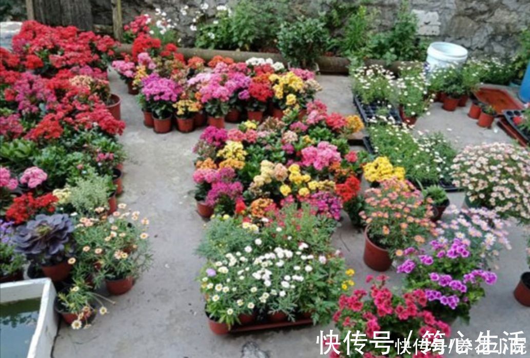 休眠|长寿花已在“休眠中”，现在就怕4件事，别去打扰它