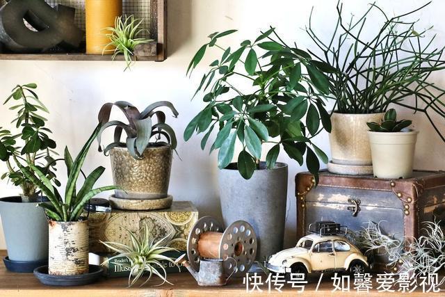浇水|养花不会浇水,家里再多花也会被糟蹋,新手盆栽浇水指南